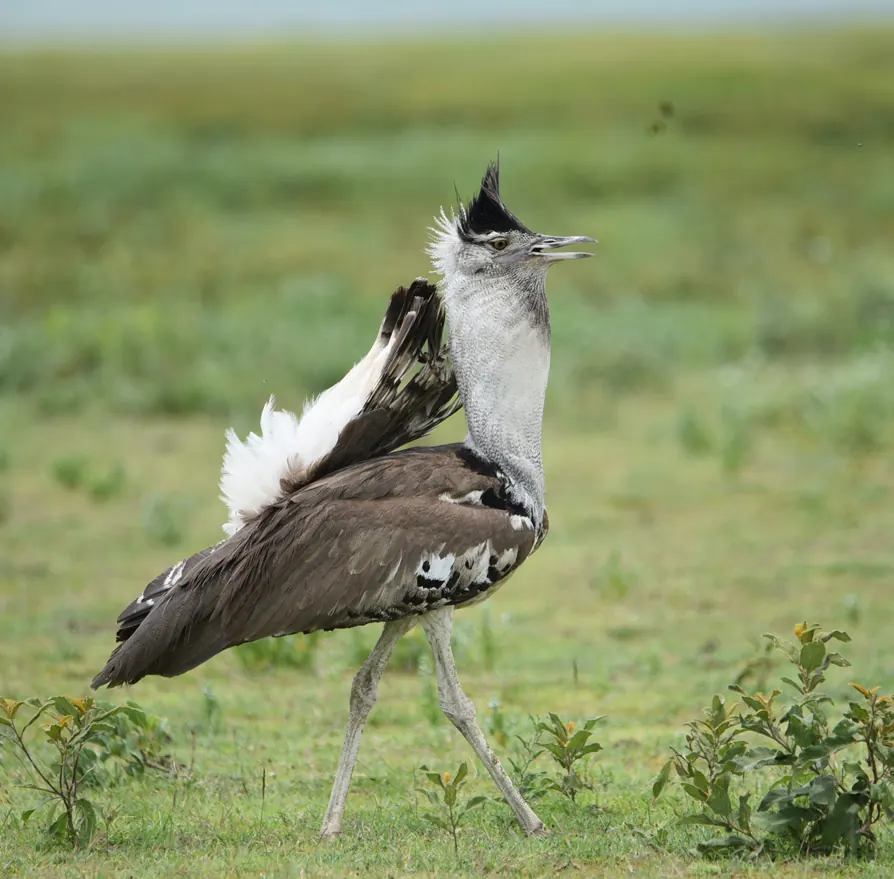 5-Day Tanzania Bird Watching Safari