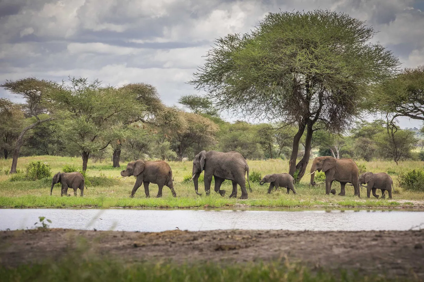 7-Day Ndutu Calving Season Photographic Safari