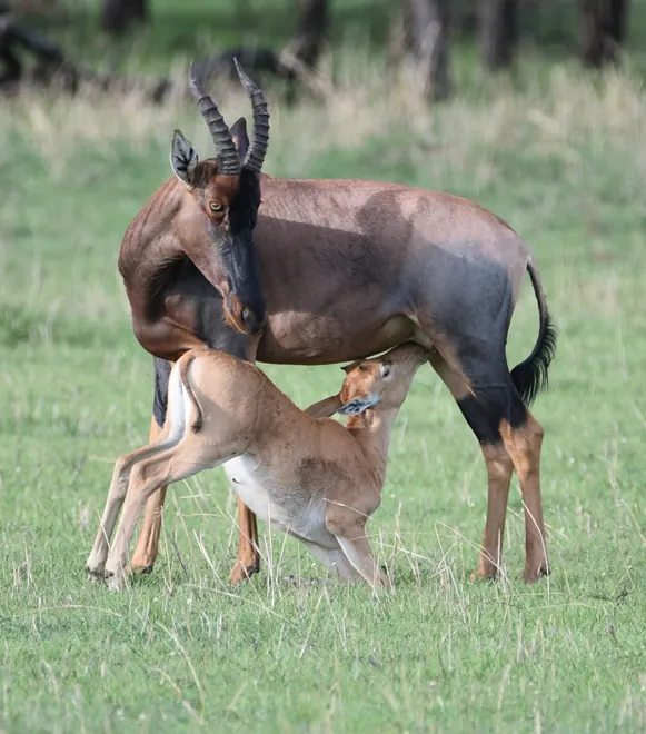 Serengeti National Park Safari Guide