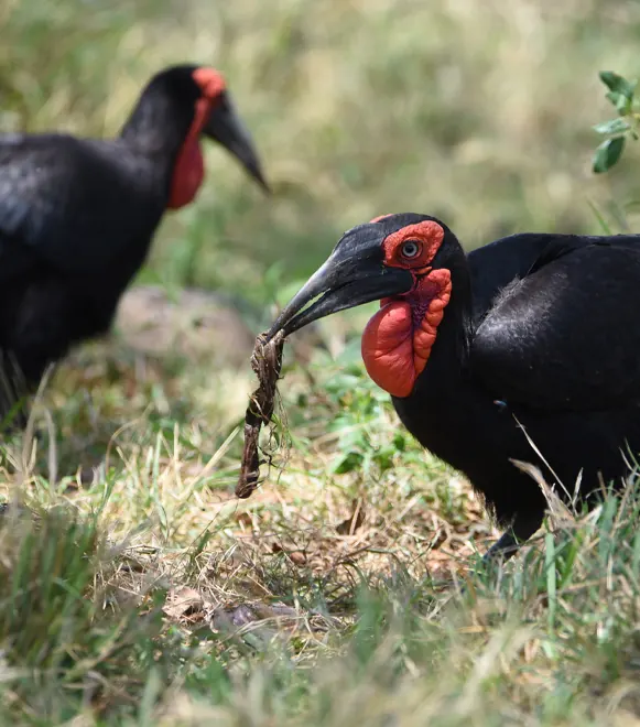 Tarangire National Park Safari Guide